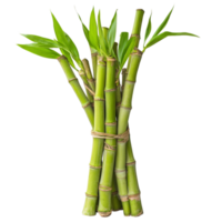Fresh bamboo shoots arranged neatly with vibrant green leaves on a transparent background, Bamboo shoots on transparent background png