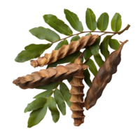 Fresh tamarind leaves and pods displayed on a clean transparent background for culinary and medicinal uses, tamarind leaves on transparent background png