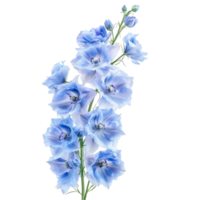 Delphinium flowers in soft blue hues gracefully arranged against a clean transparent backdrop for a serene appearance, of Delphinium flowers isolated on transparent background png
