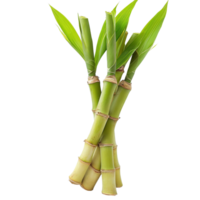 Bamboo shoots arranged on a transparent background showing vibrant green leaves and bamboo stalks, Bamboo shoot on transparent background png