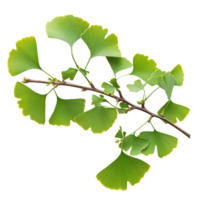 Ginkgo biloba branch displaying fresh green leaves against a clean transparent background ideal for botanical study, Ginkgo biloba plant branch on a transparent background png