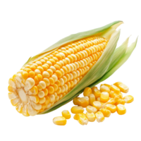 Closeup view of isolated corn seeds and an ear of corn on a transparent background showcasing their vibrant yellow color and texture, Corn seedsisolated on transparent background png