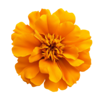 Vibrant marigold flower isolated on a transparent background showcasing its bright orange petals and central structure, marigold flower isolated on transparent background png