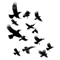 A flock of crows soaring against a transparent background during late afternoon hours in an open sky, flock of flying crowsfile of isolated object on transparent background png