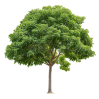 Lush green tree isolated on a transparent background showcasing a healthy and vibrant foliage display during daylight, Tree isolated on transparent background png
