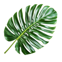 Tropical monstera leaf elegantly isolated on a transparent background, showcasing its rich green color and unique shape, tropical leaf isolated on transparent background png