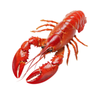 Red crawfish on a clean transparent background showcasing its vibrant color and distinctive features, Red crawfish on transparent background png