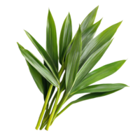 Fresh pandan leaves displayed on a transparent background for culinary and decorative use, Fresh Pandan leaves isolated on transparent background png