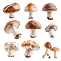 Various types of mushrooms displayed on a clean transparent background showcasing diversity in shape and color, Multiple mushrooms isolated on transparent background png