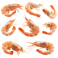 A vibrant collection of fresh shrimp displayed on a transparent background showcasing their delicate features and natural colors, grilled shrimp isolated on transparent background png