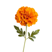 Vibrant marigold flower with green leaves isolated against a clean transparent background showcasing its rich orange hue, marigold flower isolated on transparent background png