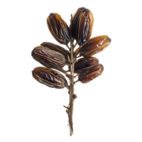 Dried date palm branches isolated on a transparent background showcasing natural textures and rich colors, Dried date palm isolated on transparent background png