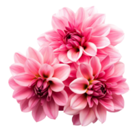 Beautiful dahlia flowers in shades of pink arranged together against a clean transparent background for a vibrant floral display, Dahlia flowers isolated on transparent background cutout png