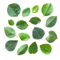 Top view of various bodhi leaves isolated on a clean transparent background, showcasing their unique shapes and colors, top view bodhi leaves isolated abovetransparent backgroundfile png