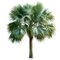 Beautiful green palm tree standing tall and isolated against a clean transparent background for decoration or design purposes, green leaf palm tree isolated on transparent backgroundfile png