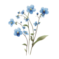 Delicate forgetmenot flowers elegantly arranged on a transparent background for a serene and fresh floral display, forget me not flowers isolated on transparent background png