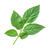 Fresh holy basil leaves of Ocimum sanctum isolated on a clean transparent background suitable for culinary or herbal use, Holy Basil,Ocimum sanctum leaf isolated on transparent background png
