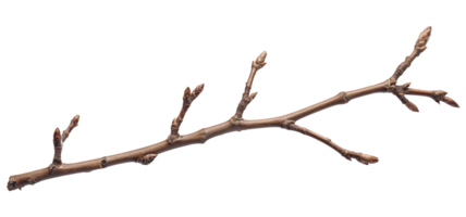 Bbranch with a few buds, isolated on a transparent background png