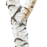 Solid Tree Stump with a Strong and Sturdy Appearance in Nature png