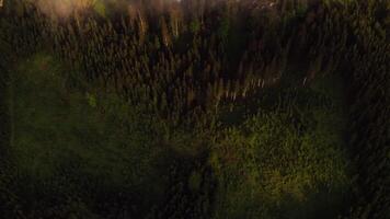 A forest with trees and a mountain in the background video