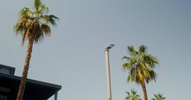 A street light and two palm trees in front of a building video