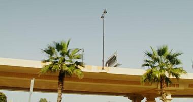 A palm tree with a light pole above it video