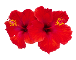 A close up of a red flowers on a isolated on a transparent background png