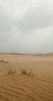 Sparse vegetation makes its way through the desert sands. Vertical on a windy day. A bush of tall grass develops among the sands. 4k , red komodo video
