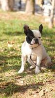 French Bulldog relaxing in a sunny park on a fall day video