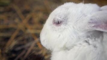 White rabbit exploring a natural environment in the afternoon video