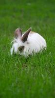 Enjoying a sunny day in the grass with a playful rabbit video