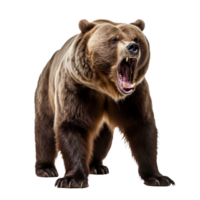 Majestic Power A Roaring Bear Ready to Conquer the Wild, Captured in Vivid Detail Against a Transparent Canvas. png