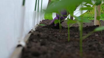 Spring planting in a greenhouse. Young pepper. Growing vegetables in the summer on a farm video