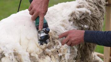 Close up of shearing sheep. Hands of man shearing sheep on farm video