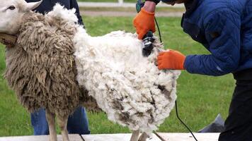 Shearing adult sheep for wool. Sheep shearing on farm for production of wool video