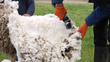 Farmer shearing sheep on farm. Hands of farmer cutting the wool of sheep with electric machine video