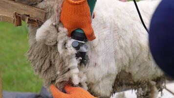 Sheep sheared by farmer. Close up shot of sheep shearing on farm video