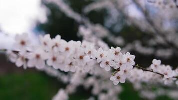 Branch of tree in bloom. Blooming branch of tree during spring video