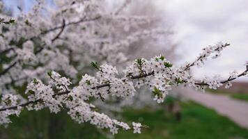 Flowering tree in spring. Flowering tree on the background of nature video