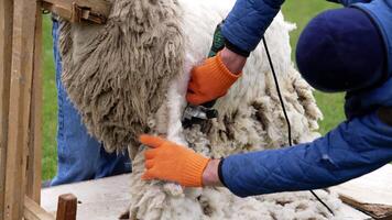 Farmer Shearing Sheep At Farm. Close up of sheering wool off sheep video