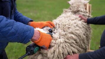 Cutting the wool of sheep. Sheep shearing wool with electric clippers video