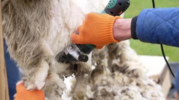 Farmer cuts the sheep wool. Footage of shearing white wool from sheep video