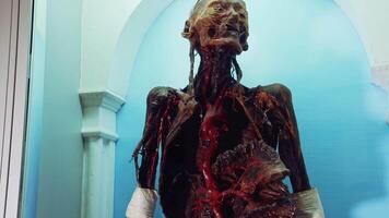 Human body with internal organs. Display with skeleton in medical Museum video