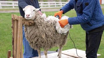 Farmer shearing sheep in corral. Hands of man sheaving wool from sheep video