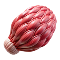 vibrant classic Muscle Fiber Microscopic View Isolated Cutout premium png