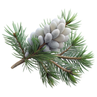 wonderful minimalist Pine Branch with Snow Close Up Isolated authentic png
