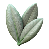 impressive vintage Sage Leaf Cutout Element authentic png