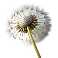 magnificent creative Single Dandelion Seedhead with Seeds Isolated authentic png