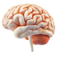 Realistic human brain with detailed folds and textures png