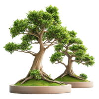 Lush green bonsai tree with twisted trunks and vibrant foliage png